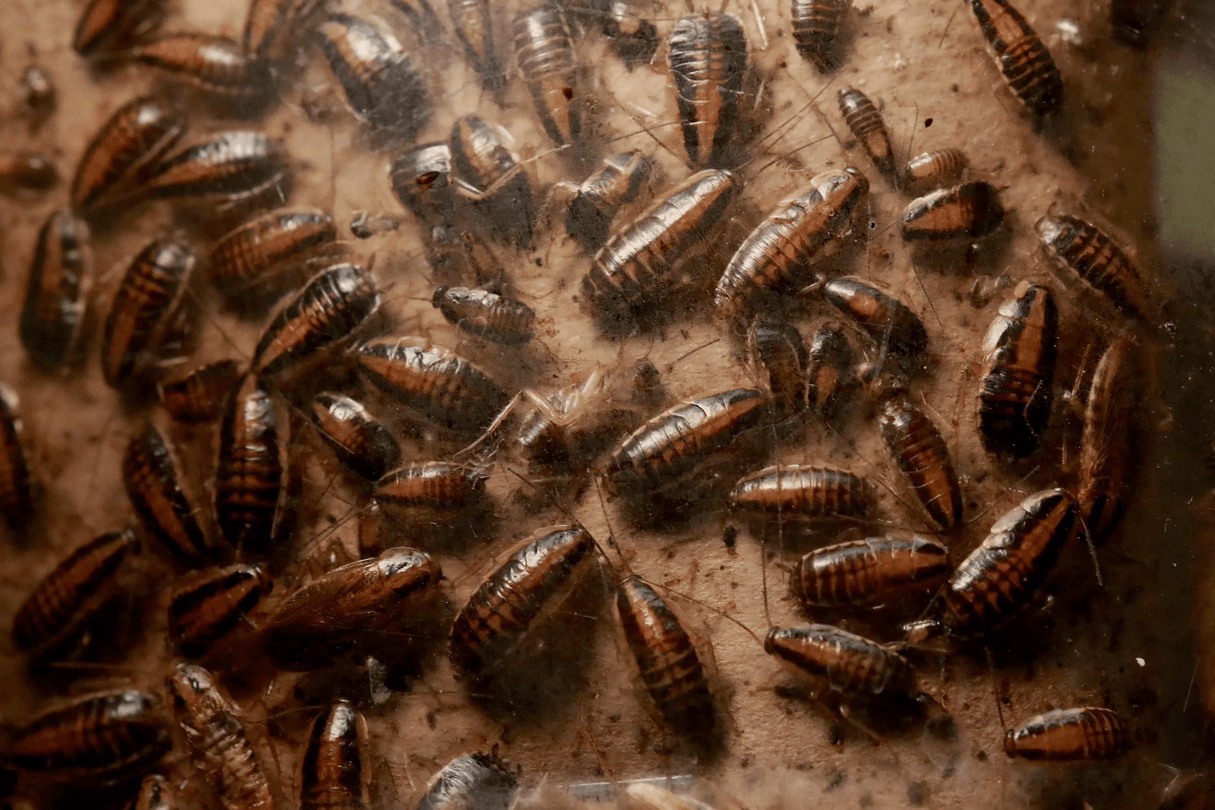 Nexora Pest Management - German Cockroach Control in Gurgaon